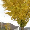 봉용