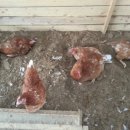 키다리농장 이미지