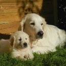 옥수수 동물병원 이미지