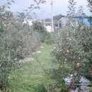 샛터농장 이미지