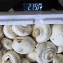 버섯마루 | 송이마루 양송이버섯공품구입후기