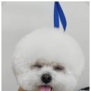 굿데이멍 이미지