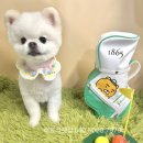 러블리펫샵 이미지