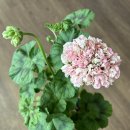 빛으로부터..(fr 이미지