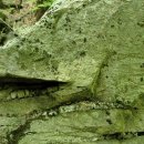 산철죽 군락지 이미지