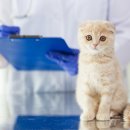 상조축산 이미지