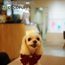 꼬야애견 이미지