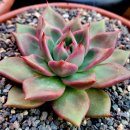 아담과이브 이미지