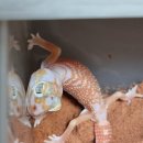 알비노랩 이미지