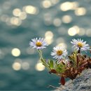 물수제비 이미지