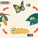 나비초등학교 이미지