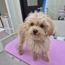 딩동댕 살롱 이미지