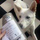 백양동물병원 | 🐶🐱 반려동물 보험 고민하다가 결국 가입한 후기 (마이브라운)