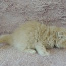 강남고양이분양 러브앤캣 이미지