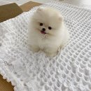 퍼피몽(애견분양) 이미지