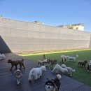 라인하트 애견호텔 유치원 | 우리 강아지 맡기고 마음까지 편해졌던 곳, 라인하트 애견호텔유치원 솔직 후기