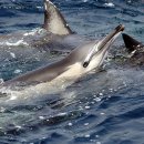 돌고래 PC 이미지