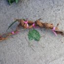 거산초등학교 이미지