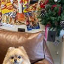 망고네 펫 살롱 이미지