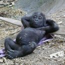 고릴라 이미지