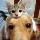 한가람동물의료센터 이미지