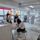 단정하개 애견미용실 | 대구애견미용학원 말티푸 가위컷 전문, 1살 뽀리 &amp; 5살 조이의 심쿵 변신 후기!
