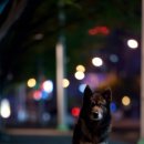 하울링 Howling 이미지