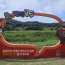 20260621-충남 공주시 미르섬코끼리마늘꽃 이미지