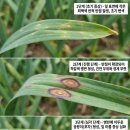 선제농약사 | (농사대박)마늘잎이 노랗게 될 때— 병인지, 생리장해인지 현장 진단부터 시작하세요