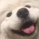 빼꼼 이미지