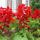 사루비아 - 중구 을지로 131 | 사루비아