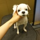 보우동물병원 이미지