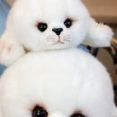 마하세이프 이미지