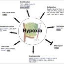 저산소 환경과 암세포 발생, 성장의 관계 - 논문 4편 꼭 읽어야 이미지