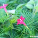 오늘도;꽃모닝