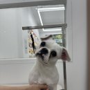 댕그리몽 이미지