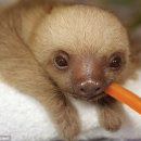 뽀시래기 이미지