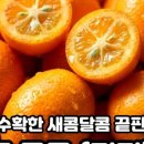 달콤.코지 네이버블로그