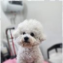 예쁘개 반려견미용샵 이미지