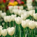 연희수선 | 서울 튤립 명소, 연희숲속쉼터, 홍제천 인공폭포(4월13일 실시간)