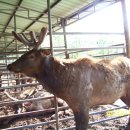 갈멜사슴농원 이미지