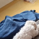 콜렌육십도 이미지