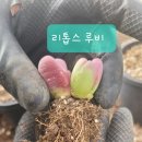 복골농장