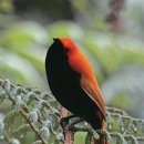 SATIN BOWERBIRD 이미지