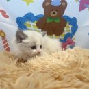 도그마루 강아지고양이 목동점 이미지