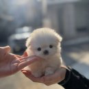 창원강아지분양 헬스독 애견입양 말티푸들포메라니안미니비숑 이미지