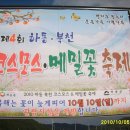 하동 코스모스.메밀꽃 축제 이미지