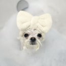 빵그루밍 이미지