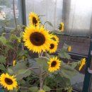 안씨농장 이미지