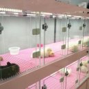 러브리독 이미지